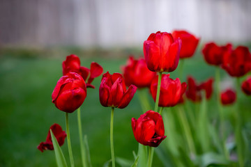 Group of vibrant red tulips with green grass and gray wooden fence