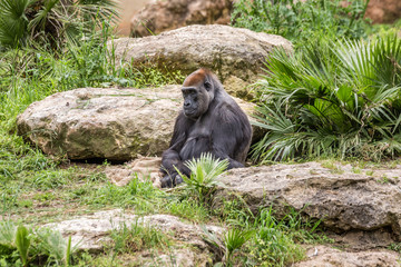 Wild african animals
