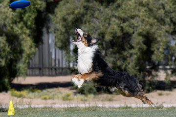 Australian Shepherd stretched out to catch a disc