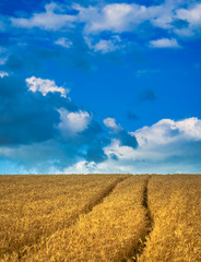 Fields landscape in summer sunset and sunrise