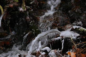 icy stream in the forest