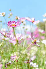 Obraz na płótnie Canvas Pink and white cosmos flowers in garden with blue sky