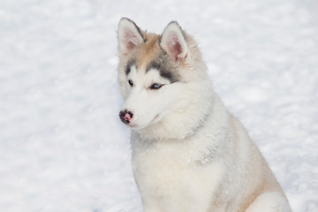 Cute siberian husky puppy is sitting on the white snow. Close up. Three month old. Pet animals.
