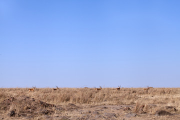 Impala's in the grassland of Masai Mara, Kenya