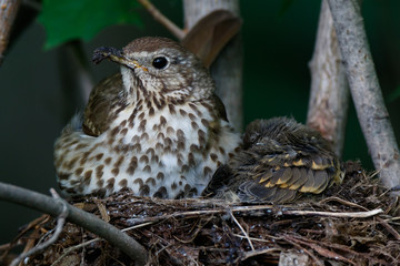 Song Thrush (Turdus philomelos).