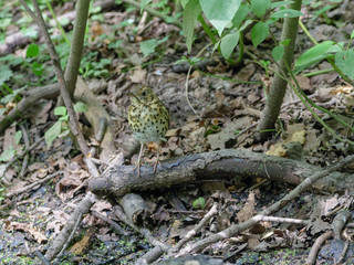 Song Thrush (Turdus philomelos).