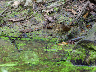 Song Thrush (Turdus philomelos).