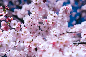 Flowers of the cherry blossoms on a spring day.