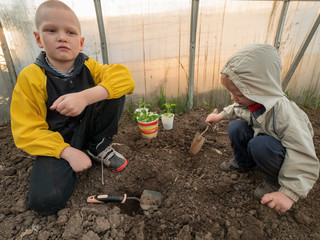 Happy little kids in gray jacket, digging earth with spatula in greenhouse. Helping mom plant green peppers, tomatoes and eggplant in soil. Fresh green young seedlings in pot. View from above.