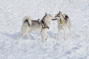 Two siberian husky are playing on a white snow. Pet animals.