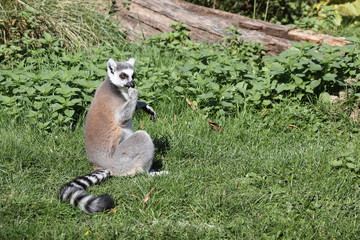 Katta / Ring-tailed Lemur / Lemur catta