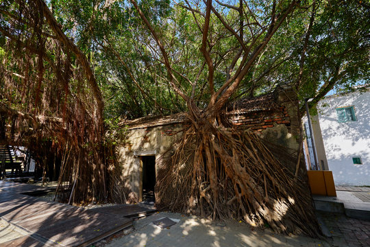 Huge vine root of banyan trees covered building at Former Tait & Co. Merchant House, Popular site featuring Taiwan history exhibits in a former warehouse.