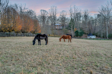 Naklejka premium Southern Farm and Manor with Horses