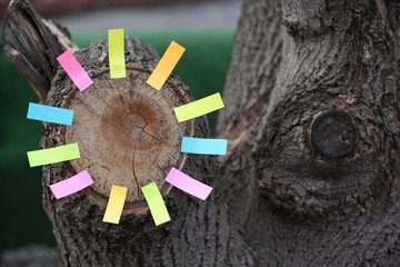 Fototapeta premium Forest tree stub paper stickers nobody 