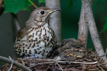 Song Thrush (Turdus philomelos).