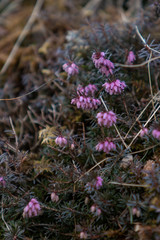 purple heather