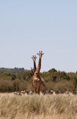 Giraffes and wildebeests at Savanah, Masai Mara