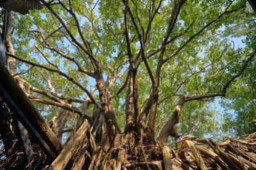 Huge vine root of banyan trees covered building at Former Tait & Co. Merchant House, Popular site featuring Taiwan history exhibits in a former warehouse.