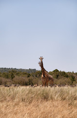 Naklejka na ściany i meble Giraffes and wildebeests at Savanah, Masai Mara