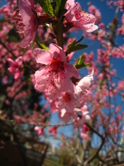 Peach blossom in the garden.