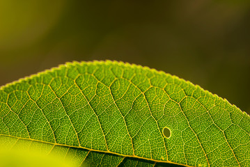 Macro Leaf Veins