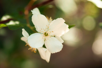 White Mock Orange Flower