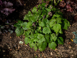 OLYMPUS DIGITAL CAMERA - MY GARDEN