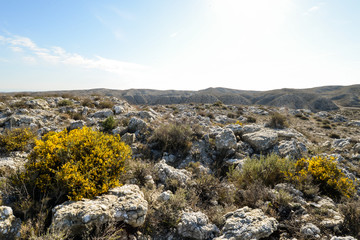 Fototapeta na wymiar Yellow bushes in Aragon - Spain