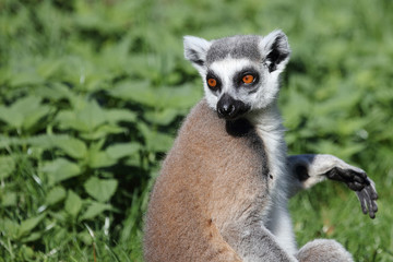 Katta / Ring-tailed Lemur / Lemur catta