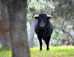 bull in spain