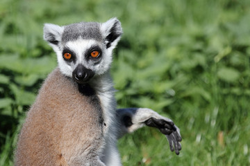 Naklejka premium Katta / Ring-tailed Lemur / Lemur catta