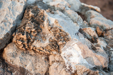  Fossils of primeval marine life 240 million years old