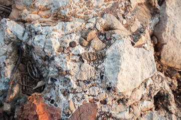  Fossils of primeval marine life 240 million years old