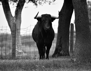 toro español en el campo