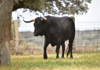 toro español