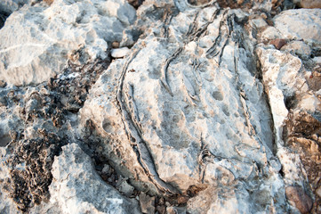  Fossils of primeval marine life 240 million years old