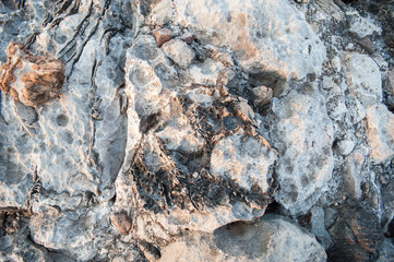  Fossils of primeval marine life 240 million years old