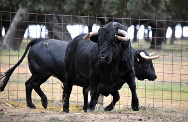toro en españa en campo verde