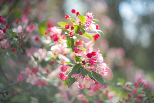 pink cherry flowers in the garden