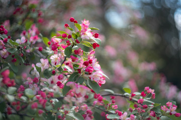 pink cherry flowers in the garden