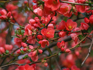 Japanese Quince or Chaenomeles japonica. Flowers of Chaenomeles japonica in the spring garden