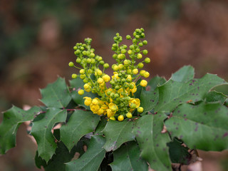 The Oregon Grape (Mahonia aquifolium) spring bloom.