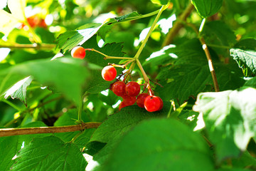 cherries on tree
