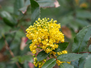 The Oregon Grape (Mahonia aquifolium) spring bloom.