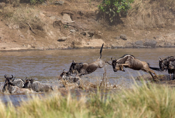  Wildebeest crossing Mara river, Masai Mara, Kenya