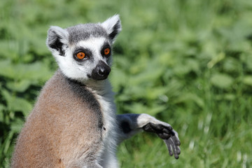 Katta / Ring-tailed Lemur / Lemur catta