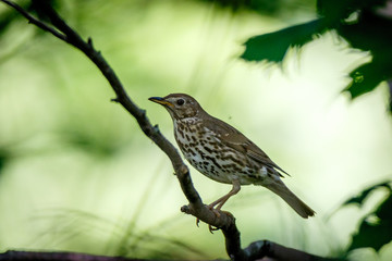 Song Thrush (Turdus philomelos).