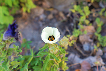 flower in the garden
