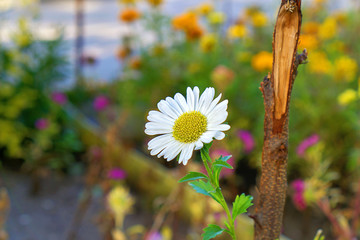 daisies in the garden