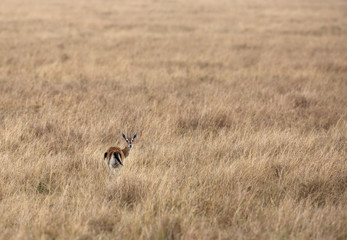 Naklejka na ściany i meble Thomson's Gazelle turning back, Masai Mara, Kenya